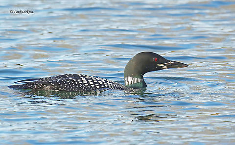 The common loon or great northern diver (Gavia immer) is a large member of the loon, or diver, family of birds. A long time ago I found true Waarneming.nl this gorgeous loon in full summer plumage.
let me tell you, that is very rare in the Netherlands Common loon,Fall,Gavia immer,Geotagged,Netherlands