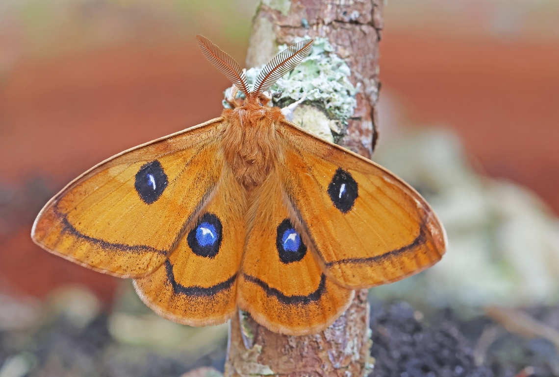 Tau emperor moth Came across this gorgeous moth true a friend, some friends share. Aglia tau,Geotagged,Netherlands,Tau Emperor Moth,Winter