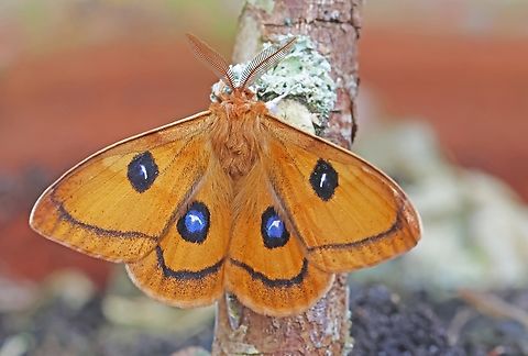 Tau emperor moth Came across this gorgeous moth true a friend, some friends share. Aglia tau,Geotagged,Netherlands,Tau Emperor Moth,Winter