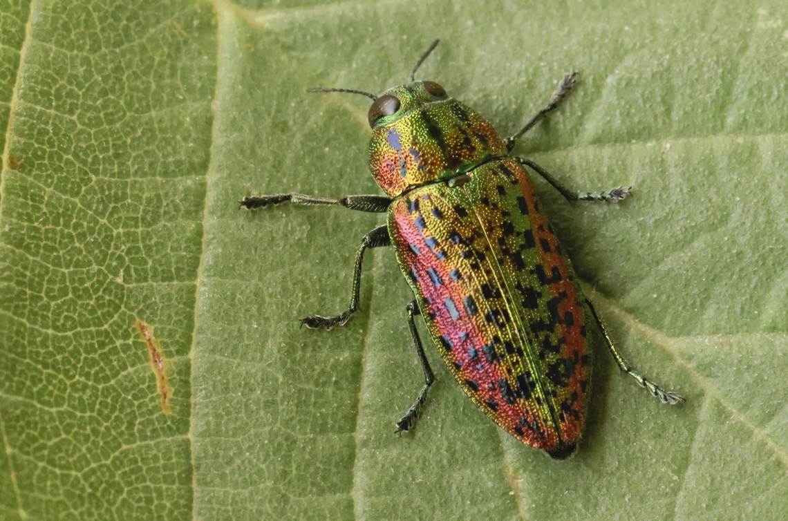 Jewel beetle Found this gorgeous looking beetle on my last day on my vacation . Geotagged,Greece,Lamprodila mirifica,Spring