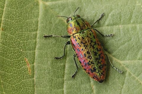 Jewel beetle Found this gorgeous looking beetle on my last day on my vacation . Geotagged,Greece,Lamprodila mirifica,Spring