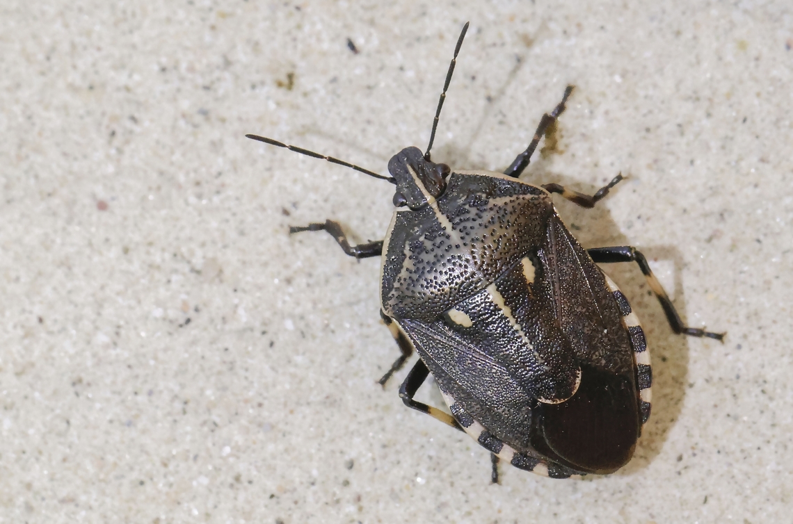 Caterpillar bug Could not find it in the Netherlands, but I did on Lesvos Greece Geotagged,Greece,Jalla dumosa,Spring