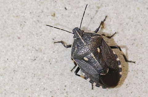 Caterpillar bug Could not find it in the Netherlands, but I did on Lesvos Greece Geotagged,Greece,Jalla dumosa,Spring