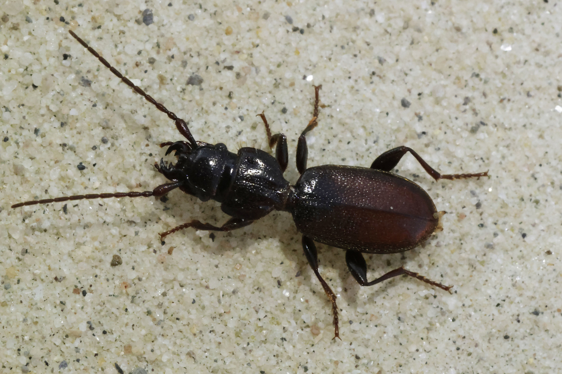 Siagona_spec._  Geotagged,Greece,Spring