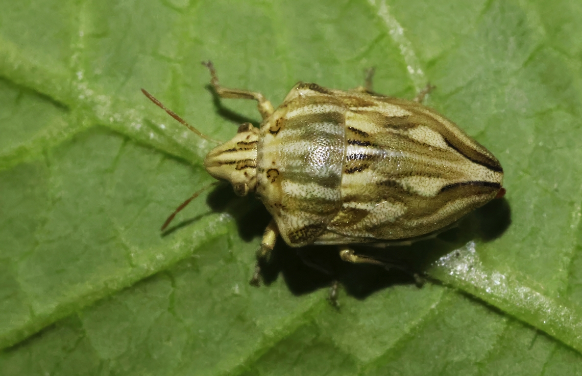 Odontotarsus robustus I didn&#039;t had to look voor this beauty, found hem on my doorstep, a natural beauty by shape and color. Geotagged,Greece,Odontotarsus robustus,Spring