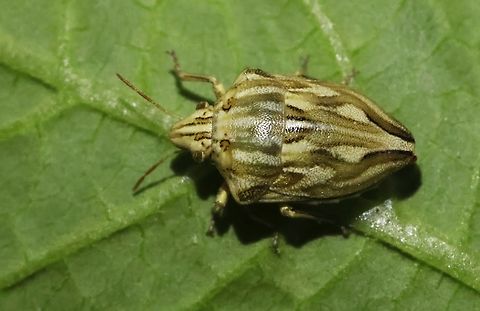 Odontotarsus robustus I didn't had to look voor this beauty, found hem on my doorstep, a natural beauty by shape and color. Geotagged,Greece,Odontotarsus robustus,Spring