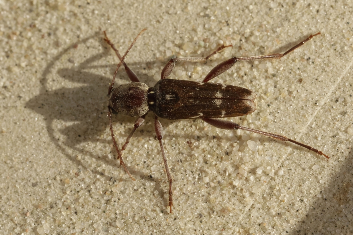 Xylotrechus_stebbingi- Found this beautiful longhorn beetle at the  neighbors in an unknown tree, it was difficult  to take a shot because it didn&#039;t sat still for half a second, so I had to take him down, (I know my English sucks ) Geotagged,Greece,Spring,Xylotrechus stebbingi