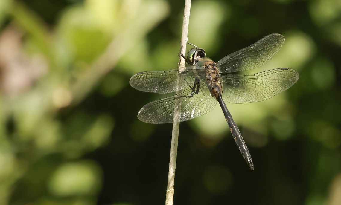 Yellow spotted emerald Difficult dragonfly to take a shot at, but after an hour and a half he finally found a spot to rest Geotagged,Netherlands,Somatochlora flavomaculata,Summer,Yellow-spotted Emerald