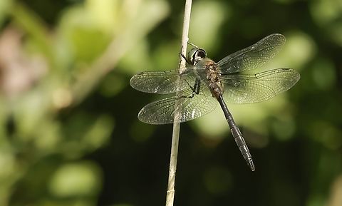 Yellow spotted emerald Difficult dragonfly to take a shot at, but after an hour and a half he finally found a spot to rest Geotagged,Netherlands,Somatochlora flavomaculata,Summer,Yellow-spotted Emerald
