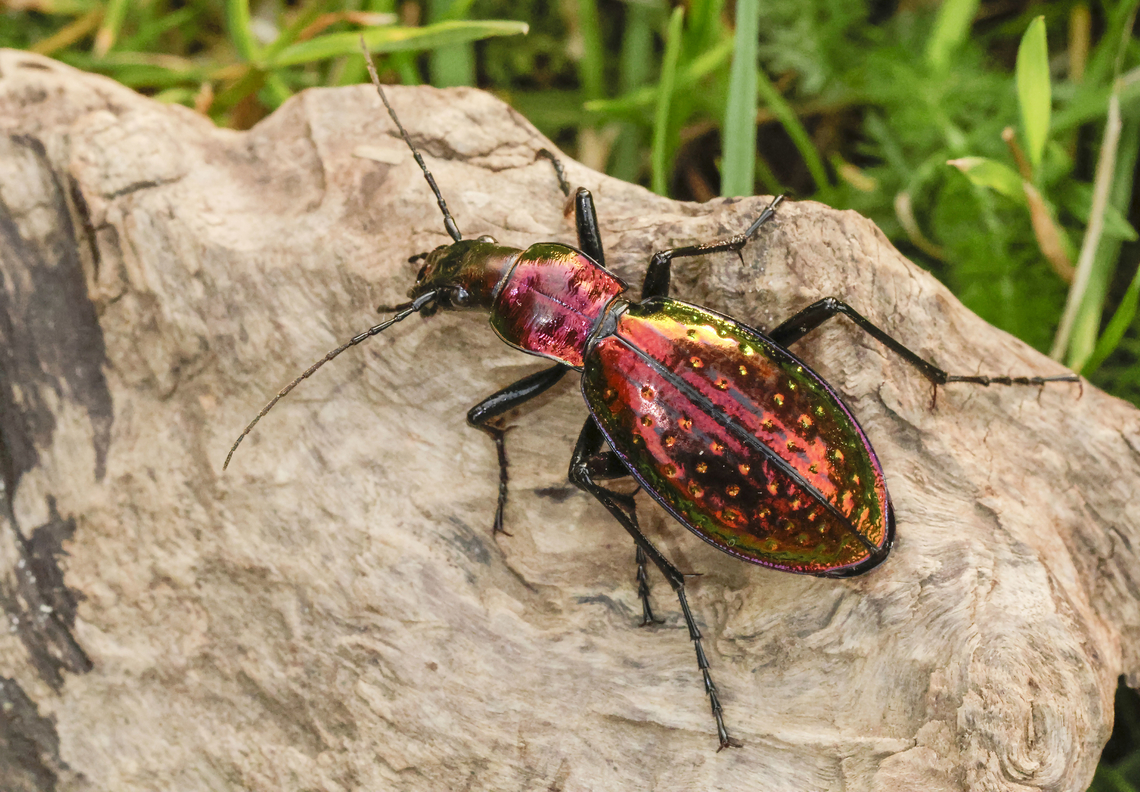 Red gem Some times you have to consider yourself lucky, found this gorgeous beetle on a garbage dump in Belgium Belgium,Carabus ritulans,Carabus rutilans,Geotagged,Spring