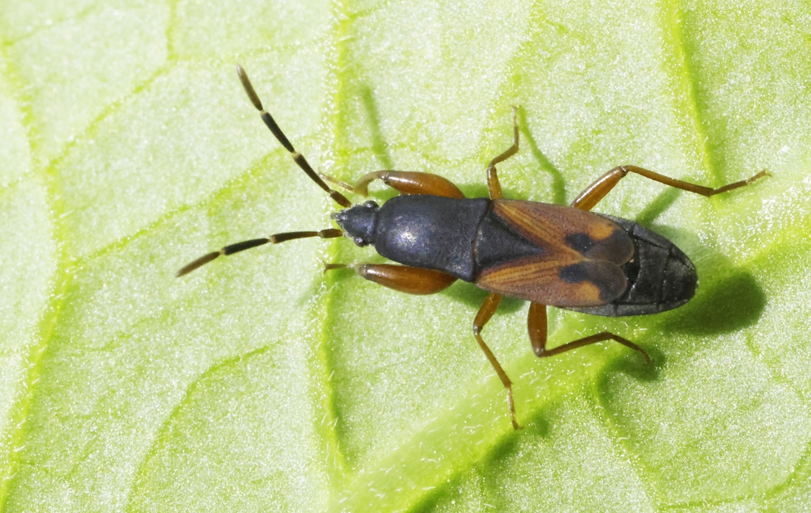 Groudbug Found this Gorgeous close to my apartment at Anaxos Lesvos Greece 18-5-2025. Geotagged,Greece,Proderus bellevoyei,Spring