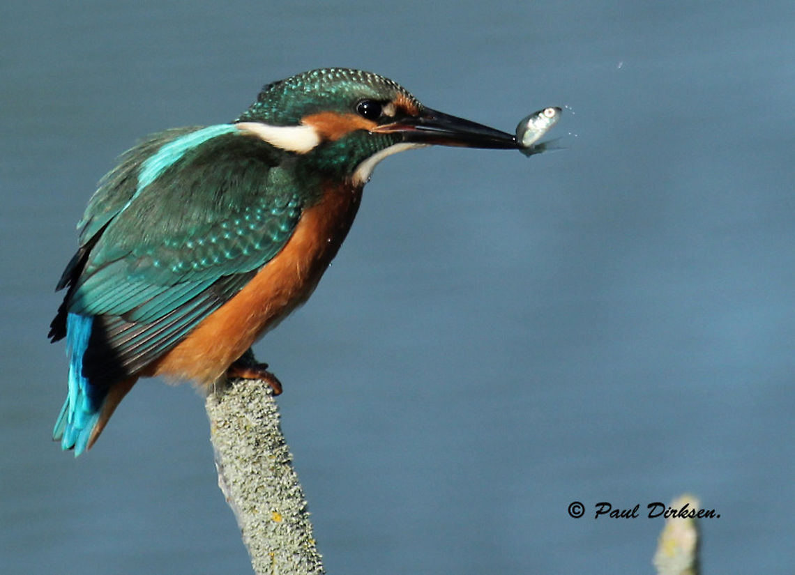 Kingfisher with pray It took me half a day, before this little beauty took this branch  to perch, it was worth waiting. Alcedo atthis,Common Kingfisher
