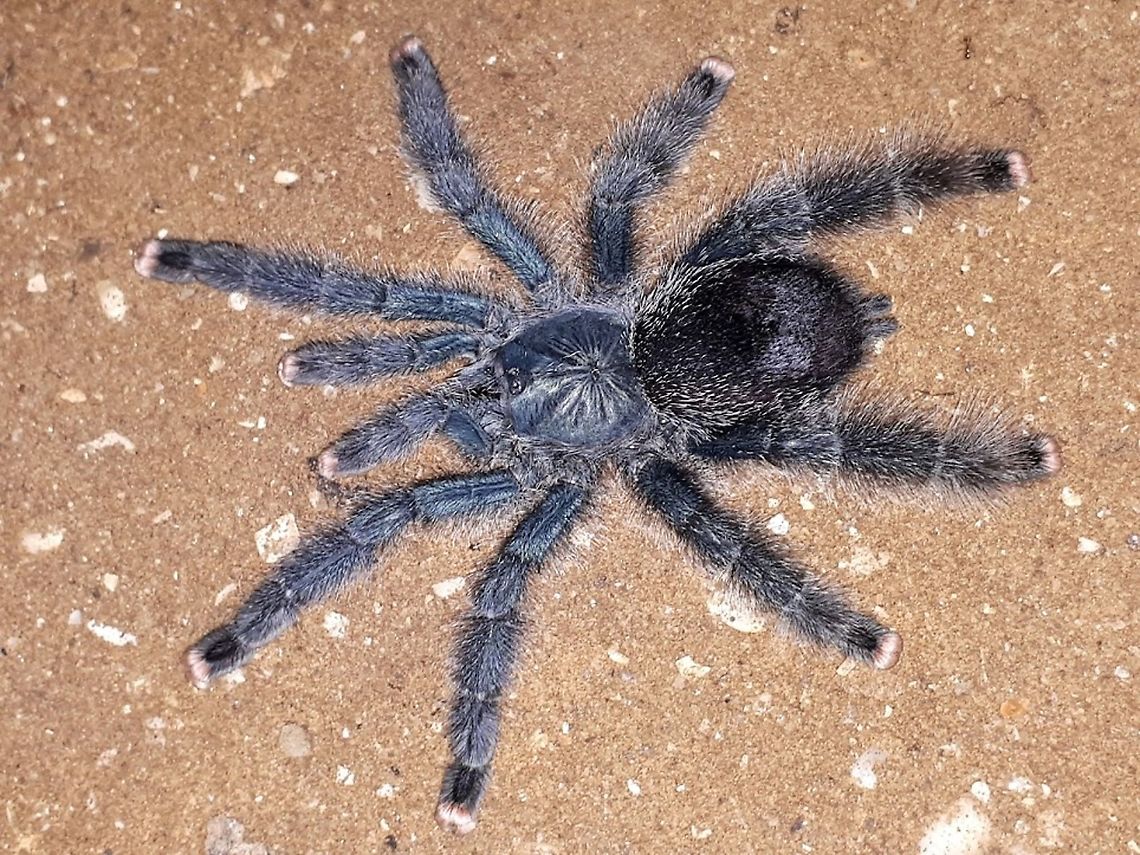 Creepy creepers Pinktoe tarantula, I took this picture at the nature park Peperpot district Commewijne in Surinam, 20-4-2019 Avicularia avicularia,Pinktoe tarantula