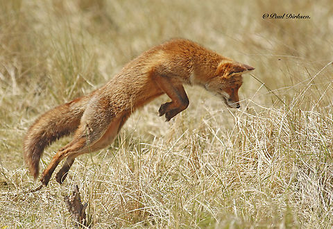 Jumping Red Fox This little guy was starring at the same place for several minutes, and all of a sudden he jumped, of course my finger was on the shutter. this photo was taken at the AWD in Vogelenzang, The Netherlands Amsterdamse Waterleiding Duinen,Red Fox,Vulpes vulpes