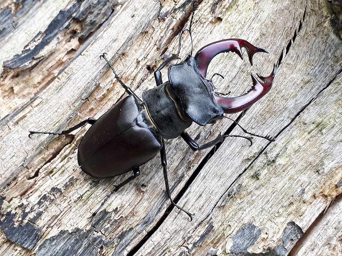 Stag-beetle I found this giant near Zwolle in the Netherlands in 2018 Geotagged,Lucanus cervus,Netherlands,Spring,Stag beetle
