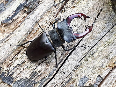 Stag-beetle I found this giant near Zwolle in the Netherlands in 2018 Geotagged,Lucanus cervus,Netherlands,Spring,Stag beetle