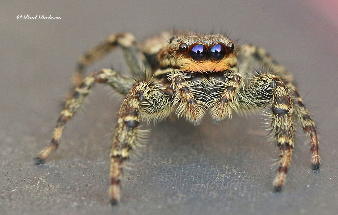 Jumping spider Found this little jumping spider in my backyard, actual seize is 12 mm. Marpissa muscosa