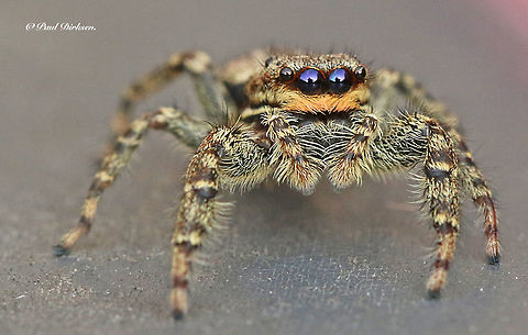 Jumping spider Found this little jumping spider in my backyard, actual seize is 12 mm. Marpissa muscosa
