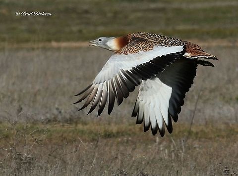 Great bustard I came across this beautiful bird in a remote place in Central Spain. Geotagged,Great bustard,Otis tarda,Spain,Spring,Spring Spain
