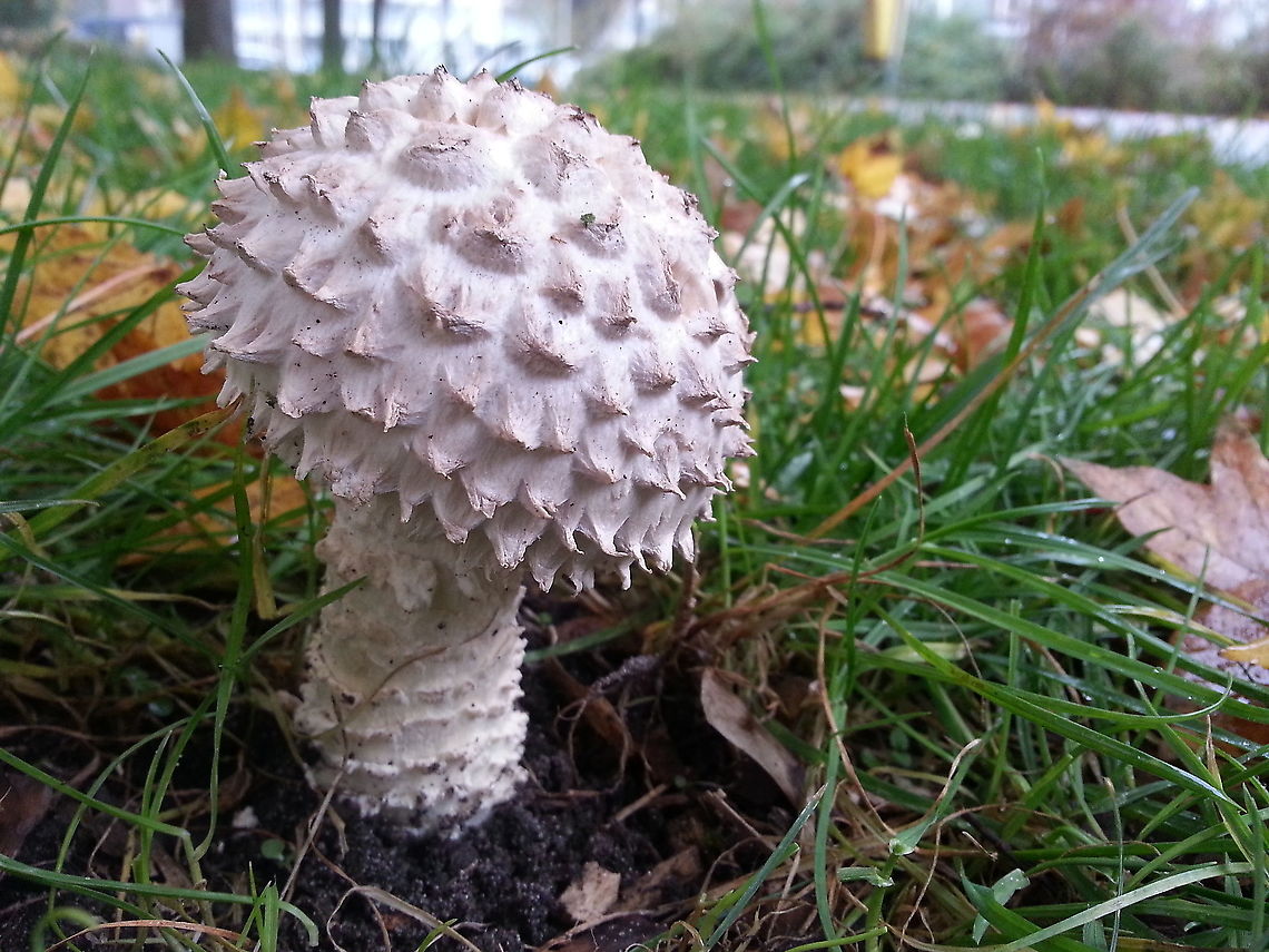 Rare beauty, Amanita vittadinii. A very rare mushroom found in Den Hague the Netherlands November 2016 Amanita vittadinii,Fall,Geotagged,Netherlands,Saproamanita vittadinii