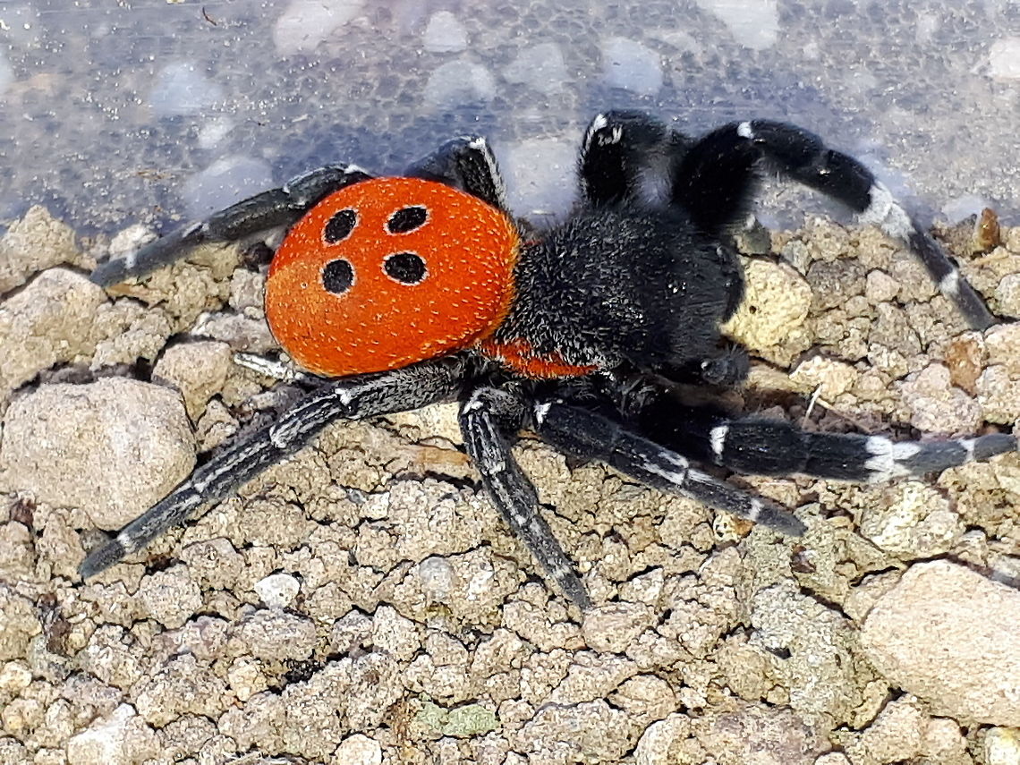 Ladybirdspider, Eresus walckenaerius. Came across this beautiful male in Kavaki on the island of Lesvos Greece in April 2018 Eresus walckenaeri,Geotagged,Greece,Ladybird mimic spider,Paraplectana duodecimmaculata,Spring