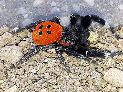Ladybirdspider, Eresus walckenaerius. Came across this beautiful male in Kavaki on the island of Lesvos Greece in April 2018 Eresus walckenaeri,Geotagged,Greece,Ladybird mimic spider,Paraplectana duodecimmaculata,Spring