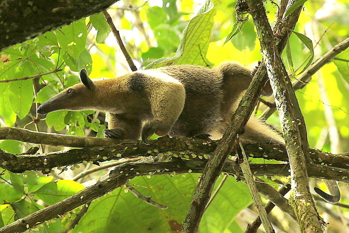 Southers tamandua During my walk (with guide) through the jungle in Nieuwzorg distr. Commewijne Suriname, I came across this beautiful animal, high in the canopy. Southern tamandua,Tamandua tetradactyla