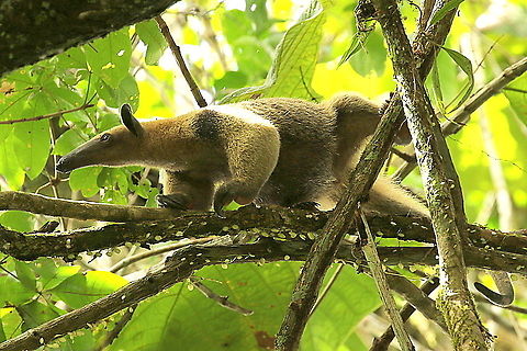 Southers tamandua During my walk (with guide) through the jungle in Nieuwzorg distr. Commewijne Suriname, I came across this beautiful animal, high in the canopy. Southern tamandua,Tamandua tetradactyla
