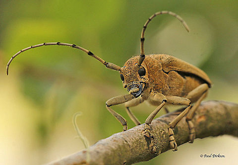 Large poplar longhorned beetle. I found this natural beauty on a poplar tree, close to my house, Saperda carcharias Geotagged,Netherlands,Saperda carcharias,Summer