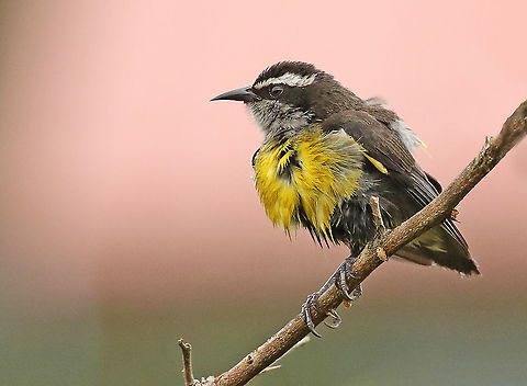 Bananaquit. In the backyard where we stayed in Paramaribo distr. Kwatta Suriname I ran into this little bird, Coereba flaveola Bananaquit,Coereba flaveola