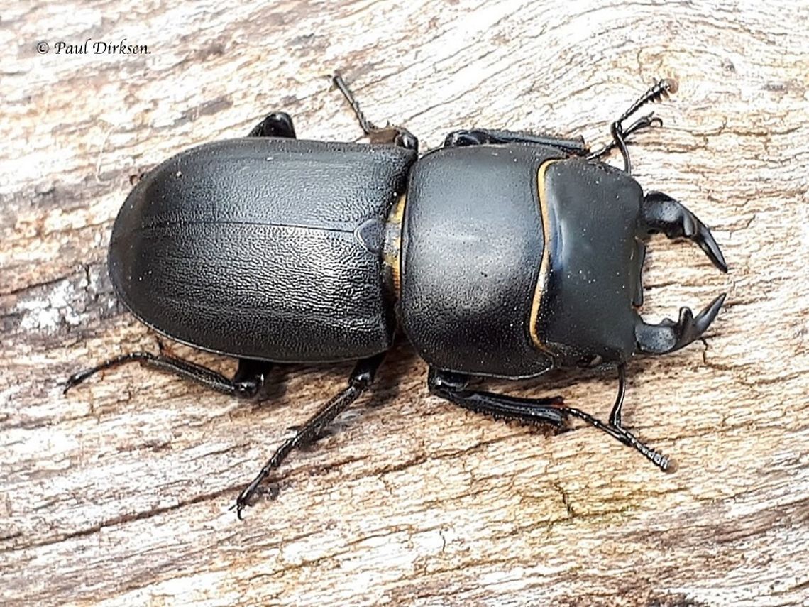 Dorcus parallelipipedus Lesser stag beetle, this is a male, and the Dutch name is &#039;klein vliegend hert&#039;<br />
found this one under a log in Leersum the Netherlands . may 25th 2019 Dorcus parallelipipedus,Lesser stag beetle