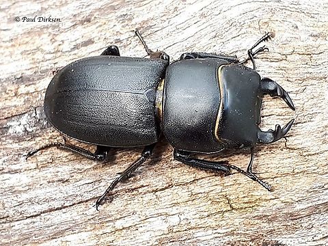 Dorcus parallelipipedus Lesser stag beetle, this is a male, and the Dutch name is 'klein vliegend hert'
found this one under a log in Leersum the Netherlands . may 25th 2019 Dorcus parallelipipedus,Lesser stag beetle