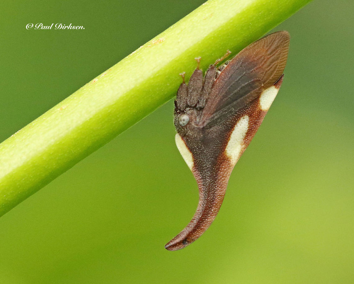 Thorncicada Enchenopa sp. Found this 8mm cicada specimen in my backyard when I stayed in Paramaribo Suriname, on may 1ste 2019,  Enchenopa binotata,Enchenopa binotata complex