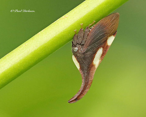Thorncicada Enchenopa sp. Found this 8mm cicada specimen in my backyard when I stayed in Paramaribo Suriname, on may 1ste 2019,  Enchenopa binotata,Enchenopa binotata complex
