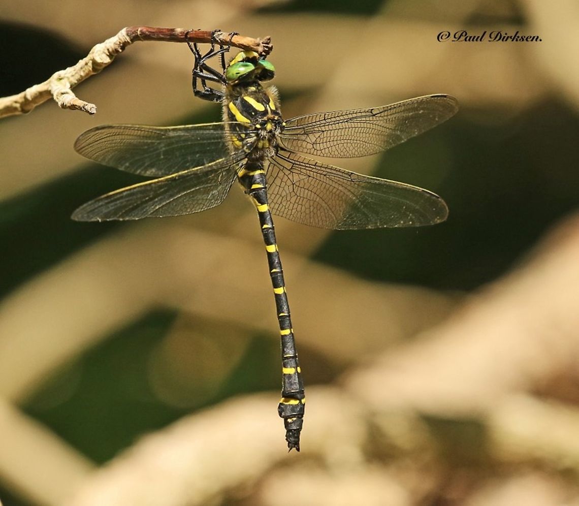 Golden ringed dragonfly. I found this rare dragonfly close to the German border, but still in the Netherlands.<br />
Vlodrop Station June 17 - 2019,  Cordulegaster boltonii  Cordulegaster boltonii,Golden-ringed dragonfly