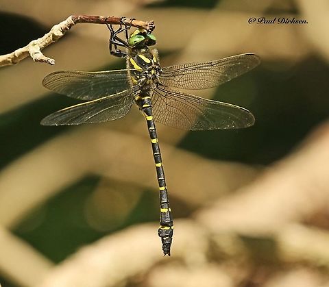 Golden ringed dragonfly. I found this rare dragonfly close to the German border, but still in the Netherlands.
Vlodrop Station June 17 - 2019,  Cordulegaster boltonii  Cordulegaster boltonii,Golden-ringed dragonfly