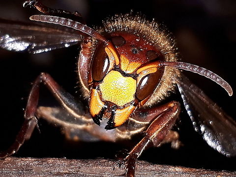 European hornet Even in Winter you can find these wasps, I found this one under a log in the woods. 
Wijk bij Duurstede the Netherlands European Hornet,Fall,Geotagged,Netherlands,Vespa crabro