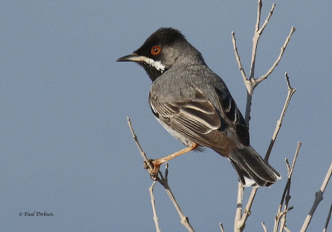 Rüppell's warbler. Took this picture at Kavaki on the Island of Lesvos Greece, it&#039;s a rare bird on the Island, one of the highlights for birdwatchers. Curruca ruppeli,Rüppell's warbler,Sylvia ruppeli