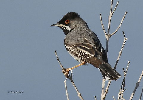 Rüppell's warbler. Took this picture at Kavaki on the Island of Lesvos Greece, it's a rare bird on the Island, one of the highlights for birdwatchers. Curruca ruppeli,Rüppell's warbler,Sylvia ruppeli