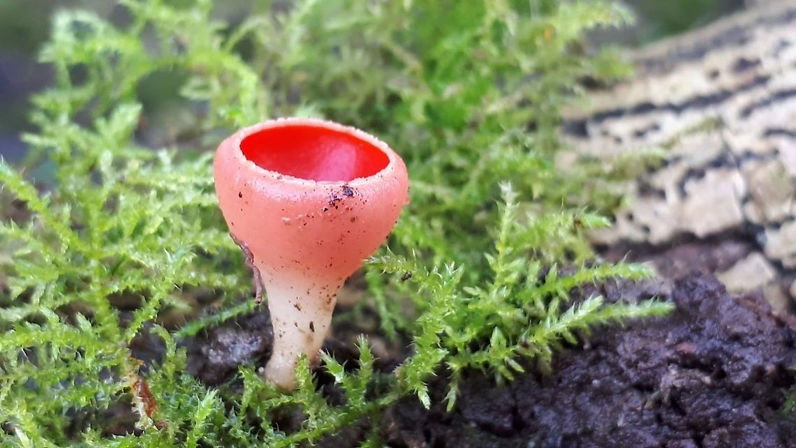 scarlet elf cup This colorful fungi grows on ash, the substrate where it grows on is halfway in the soil, old and covered with moss.<br />
I found this one in Wijk bij Duurstede the Netherlands Sarcoscypha austriaca
