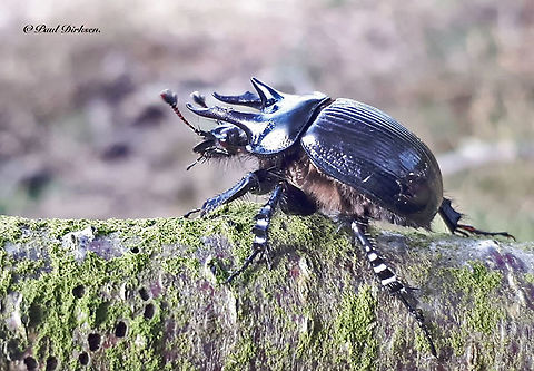 three-horned dung beetle Still winter and already active, Found it today in the field, close to an oak forest with a lot of rabbits, you know the link. Minotaur Beetle,Typhaeus typhoeus