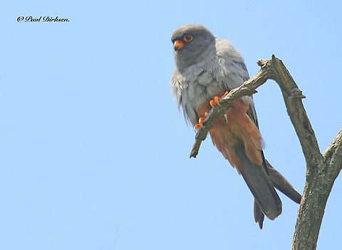 Red footed falcon. Came across this male at Hortobagy Nemzeti National Parc in Hungary 2016 Falco vespertinus,Red-footed falcon