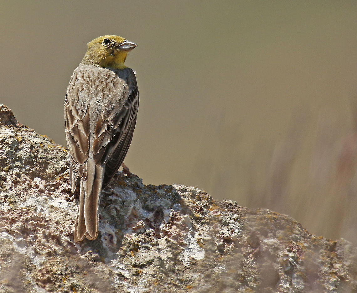 Cinereous bunting One of the highlights for birdwatchers on the Island of Lesvos Greece, I took this picture at the Ipsalou monastery in 2018 Cinereous bunting,Emberiza cineracea,Geotagged,Greece,Spring