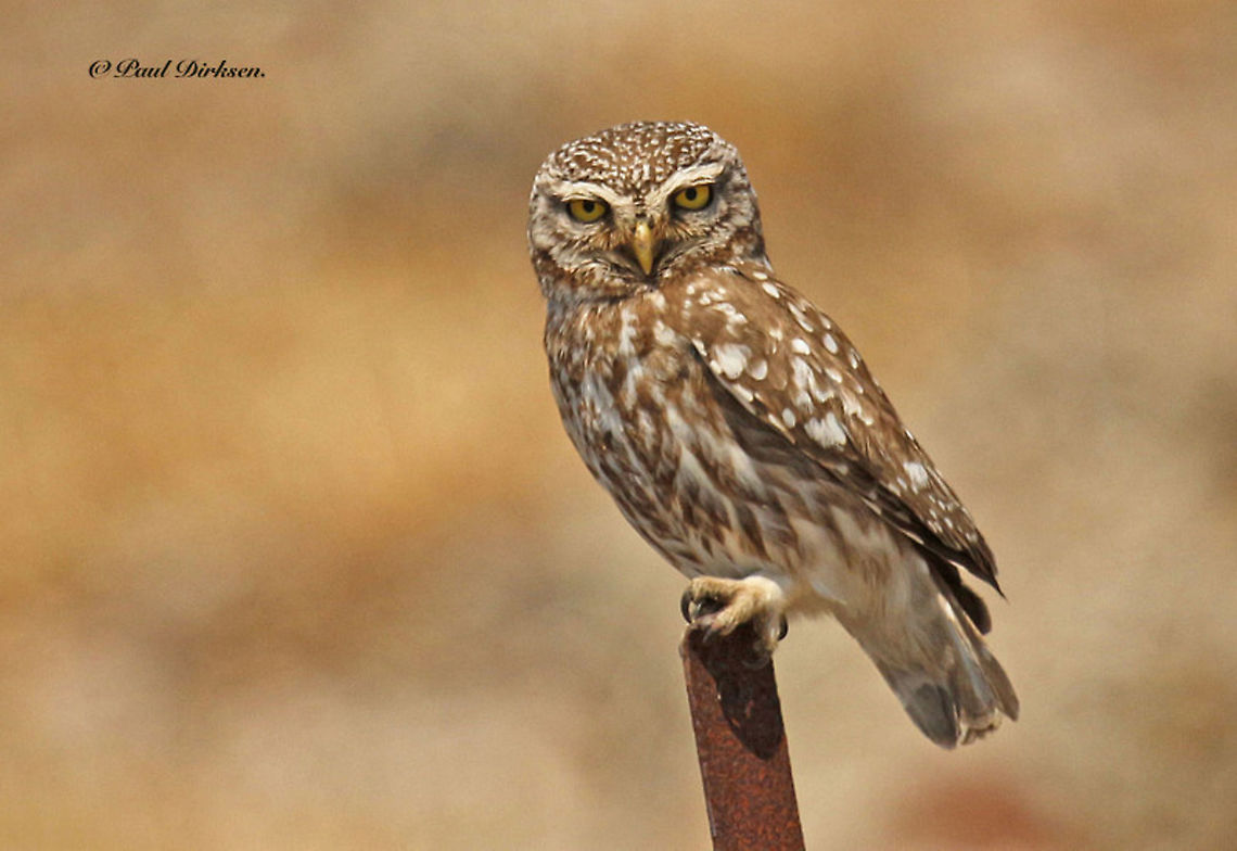 Little owl. I saw this beauty near the petrified forest on the Island of Lesvos Greece Athene noctua,Geotagged,Greece,Little  Owl,Spring