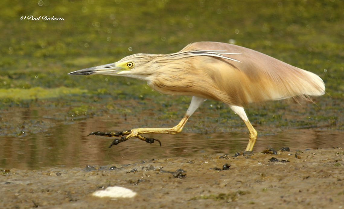 Squacco heron This little heron walked towards me when I used my car as a hide.<br />
at the Kalloni saltpans, Lesvos Greece Ardeola ralloides,Geotagged,Greece,Spring,Squacco Heron