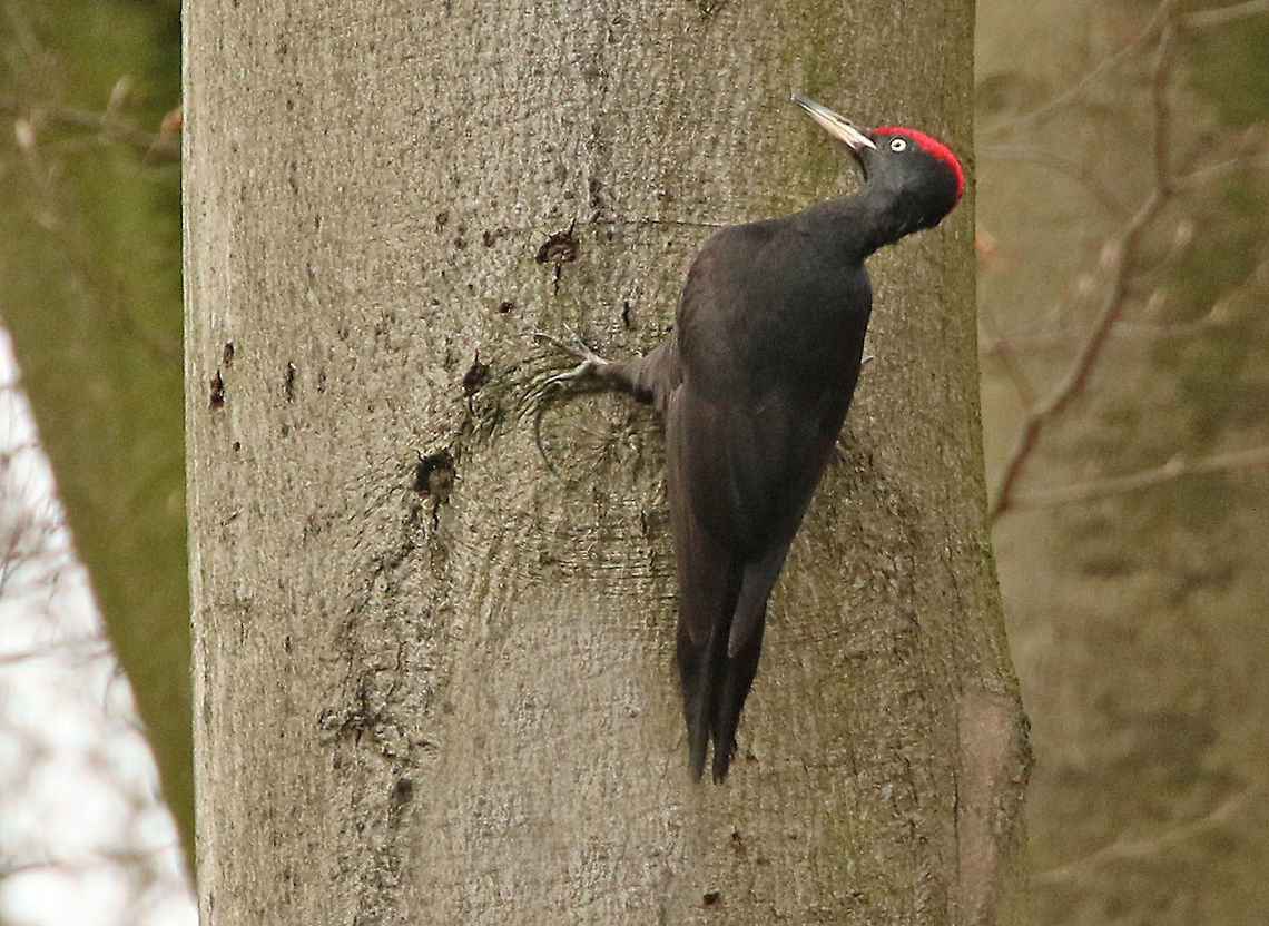 Black woodpecker If you know where to look, then there easy to find. I found this male at an estate in the Netherlands Black Woodpecker,Dryocopus martius,Geotagged,Netherlands,Winter