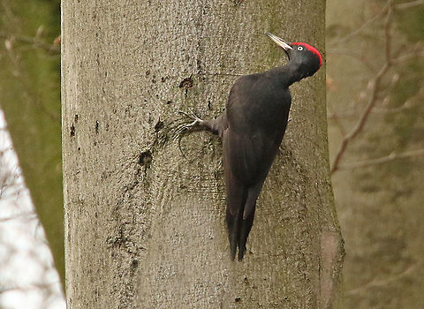 Black woodpecker If you know where to look, then there easy to find. I found this male at an estate in the Netherlands Black Woodpecker,Dryocopus martius,Geotagged,Netherlands,Winter