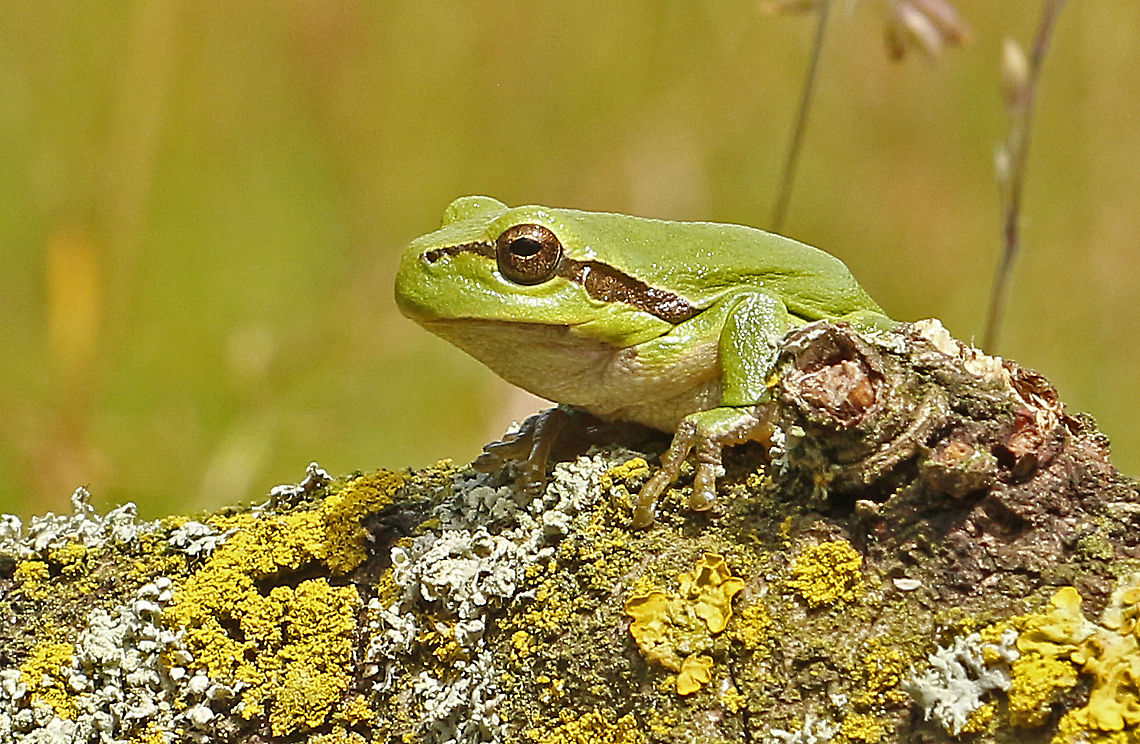 European tree frog. Usual you can find them on blackberry leaf, in the right place and right time of course, this one was probably lost, good for me. European tree frog,Geotagged,Hyla arborea,Netherlands,Spring