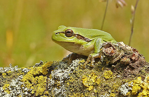European tree frog. Usual you can find them on blackberry leaf, in the right place and right time of course, this one was probably lost, good for me. European tree frog,Geotagged,Hyla arborea,Netherlands,Spring