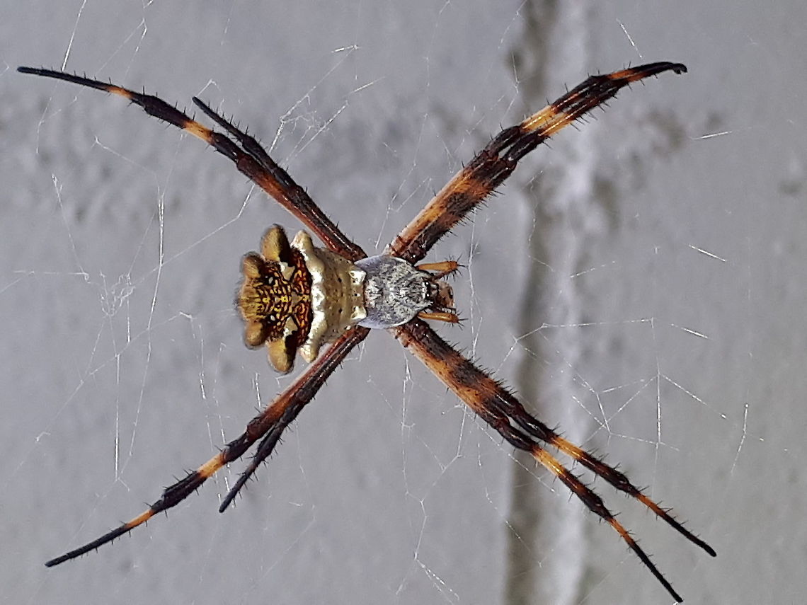 Silver garden orb weaver Came across this spider wail walking a nature trail in Suriname.<br />
I&#039;m sorry, but the picture turned 90 degrees Argiope argentata,Geotagged,Silver Argiope,Spring,Suriname